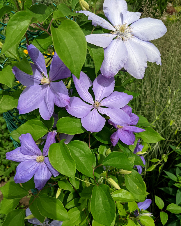 Clematis 'Mrs Cholmondeley'