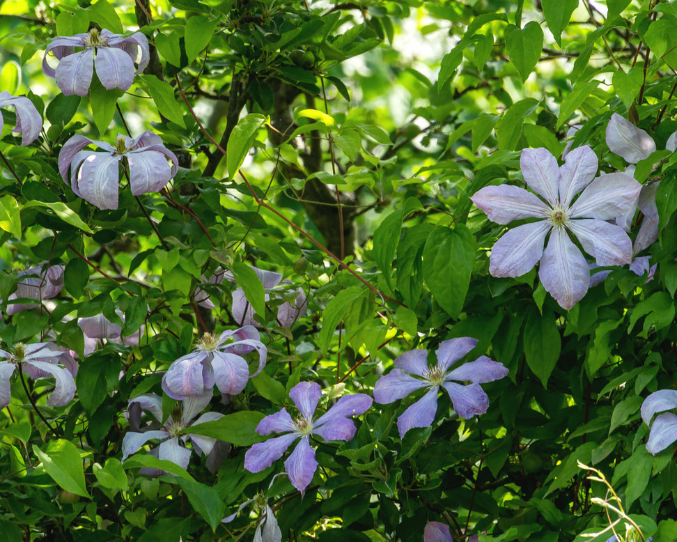 Clematis 'Mrs Cholmondeley'
