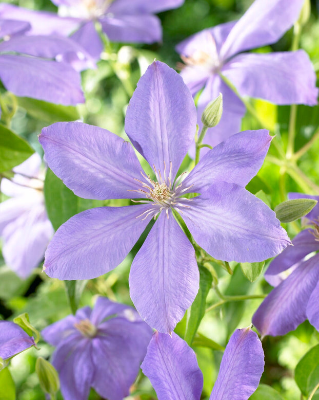 Clematis 'Mrs Cholmondeley'