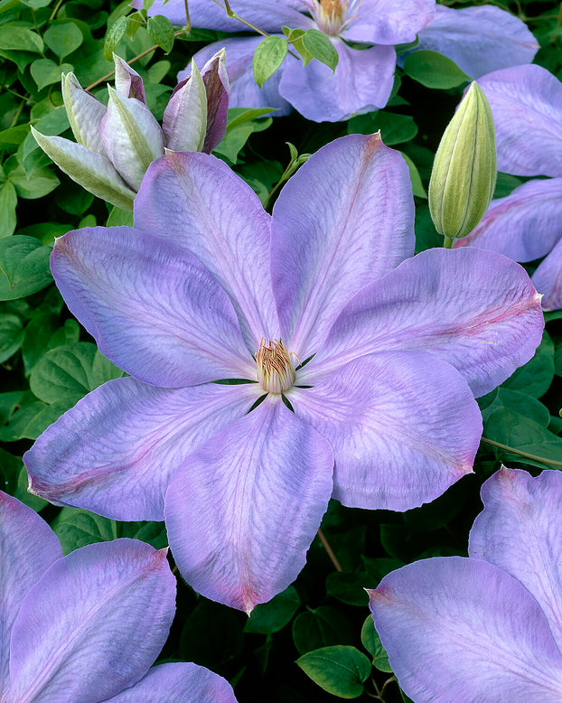 Clematis 'Mrs Cholmondeley'