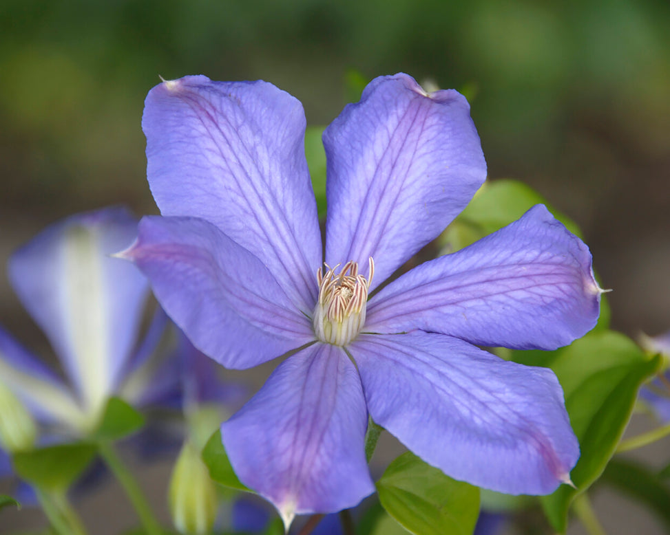 Clematis 'Mrs Cholmondeley'