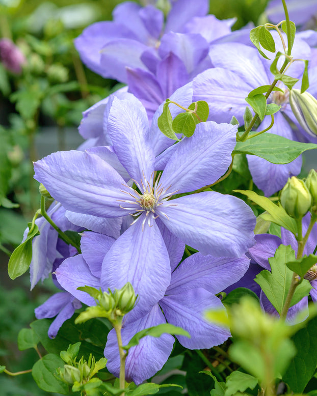 Clematis 'Mrs Cholmondeley'
