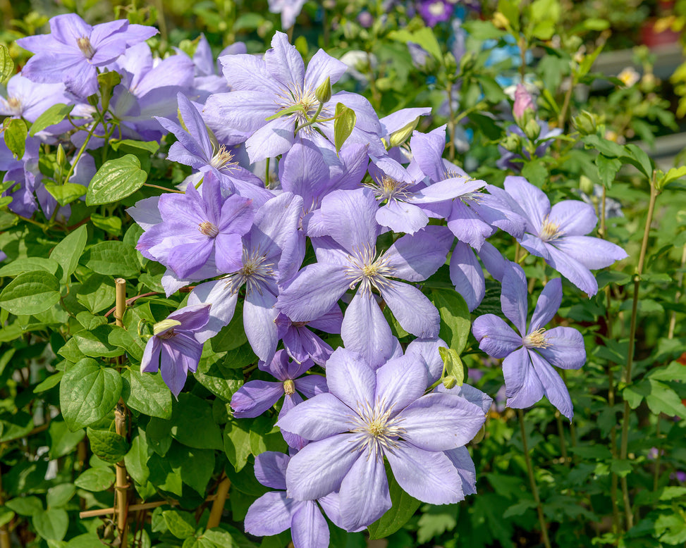 Clematis 'Mrs Cholmondeley'