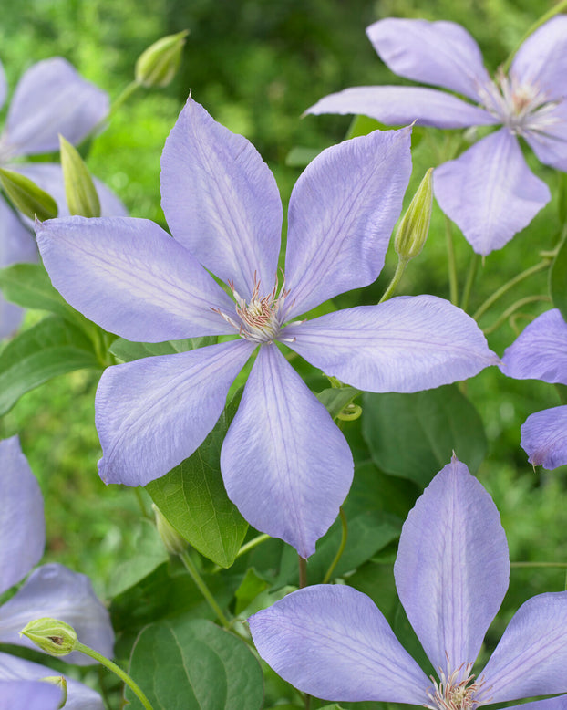 Clematis 'Mrs Cholmondeley'
