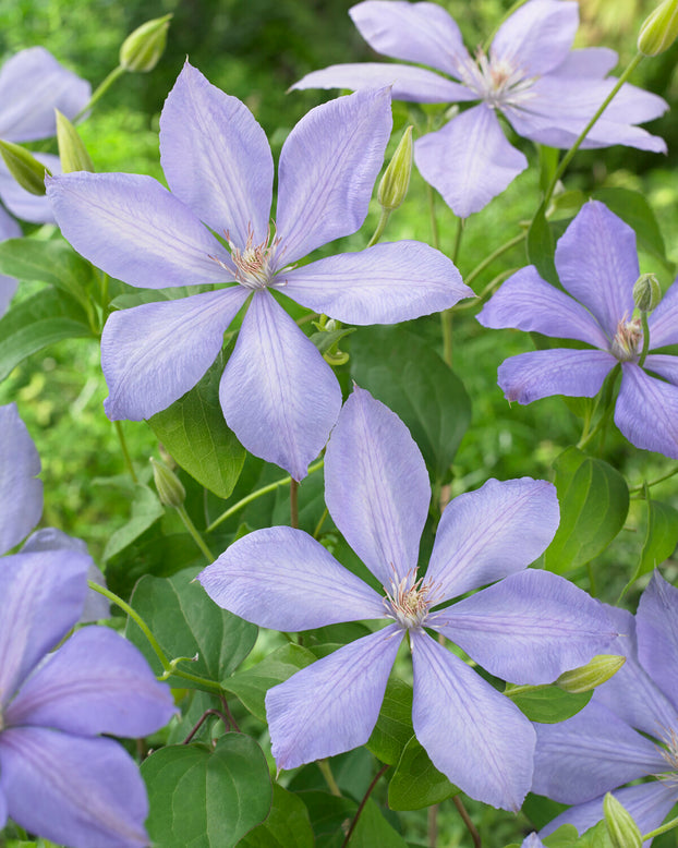 Clematis 'Mrs Cholmondeley'