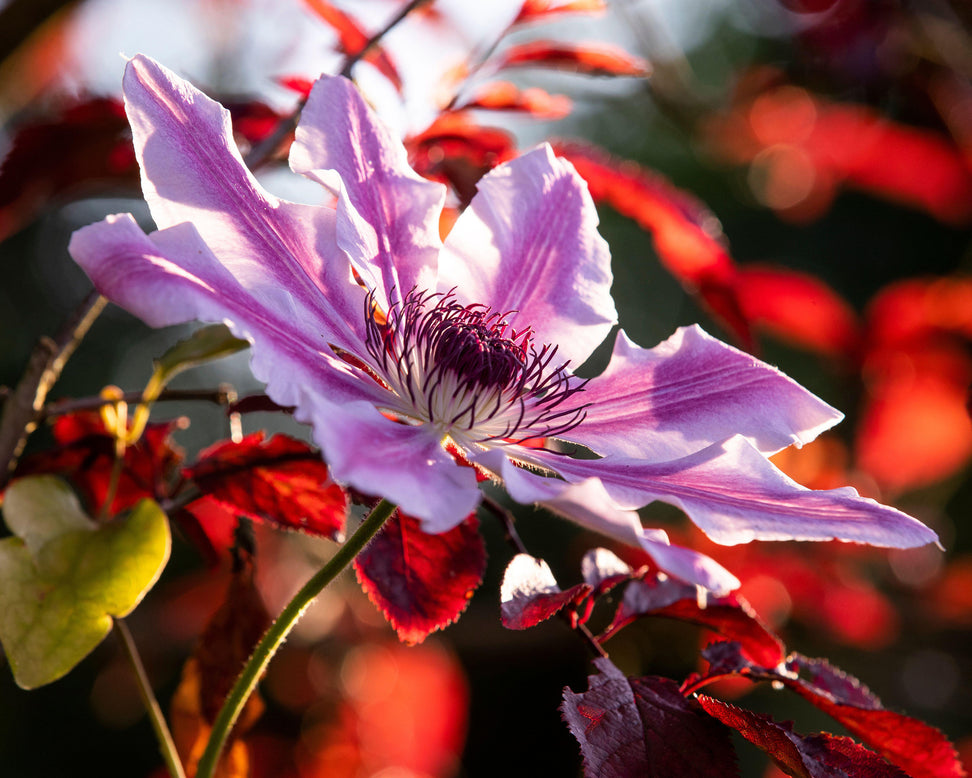 Clematis 'Nelly Moser'