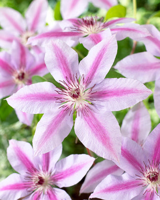 Clematis 'Nelly Moser' Clematis 'Nelly Moser'