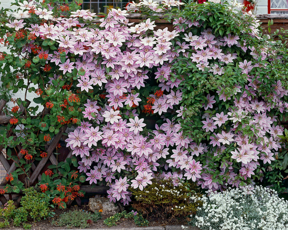 Clematis 'Nelly Moser'