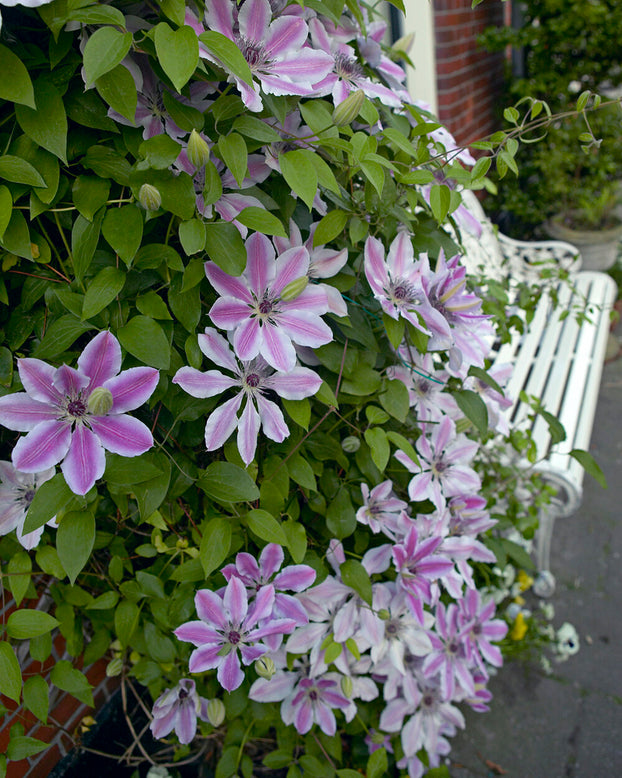Clematis 'Nelly Moser'