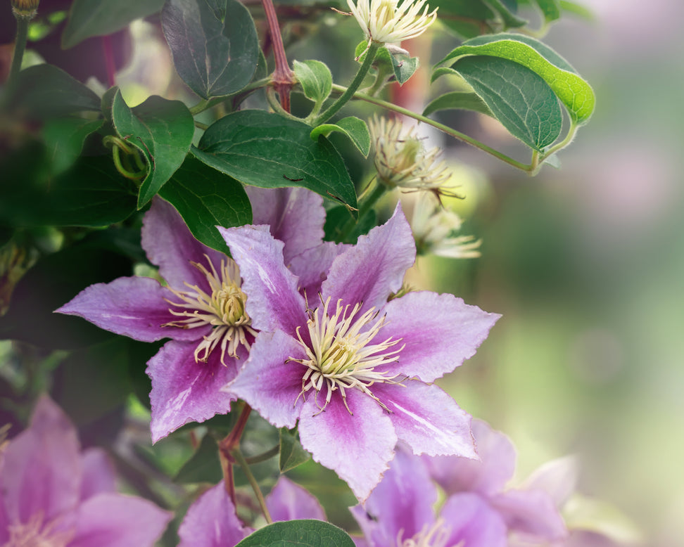 Clematis 'Nelly Moser'