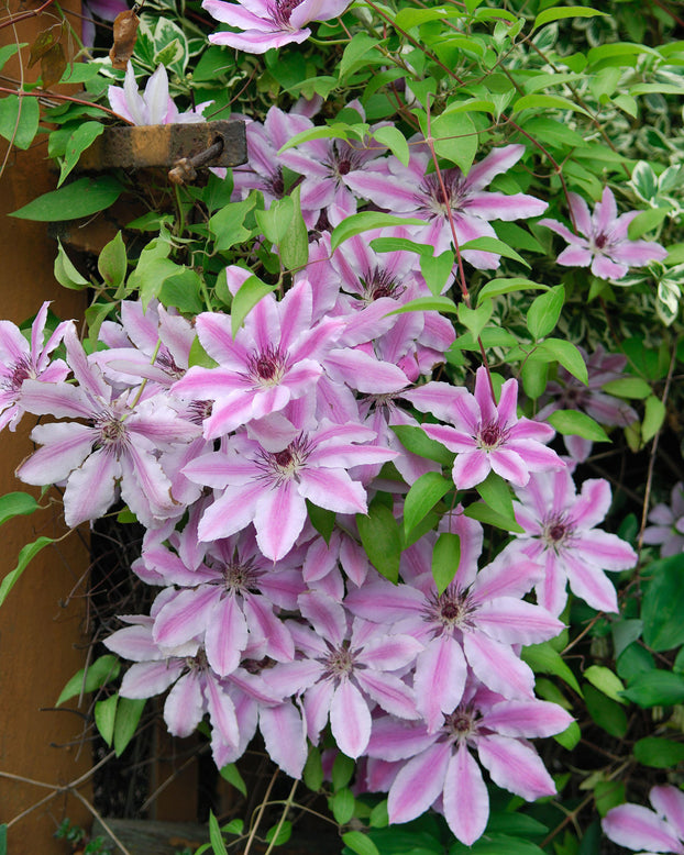 Clematis 'Nelly Moser'