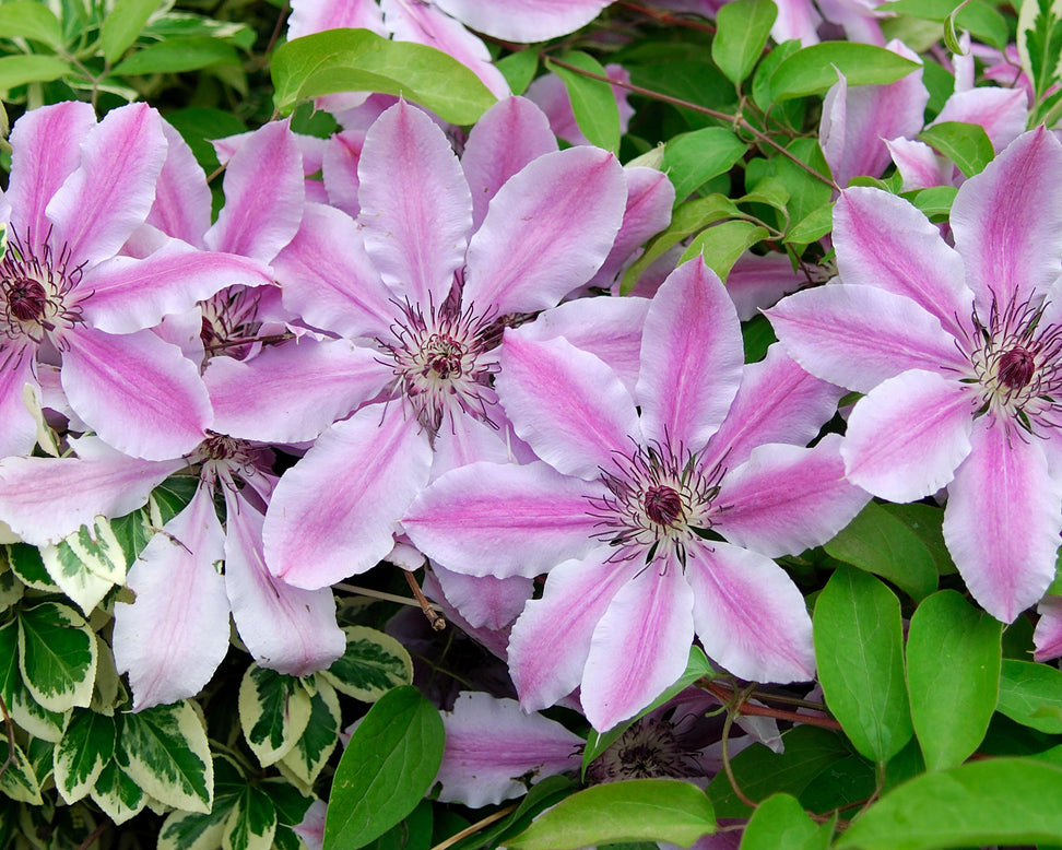 Clematis 'Nelly Moser'