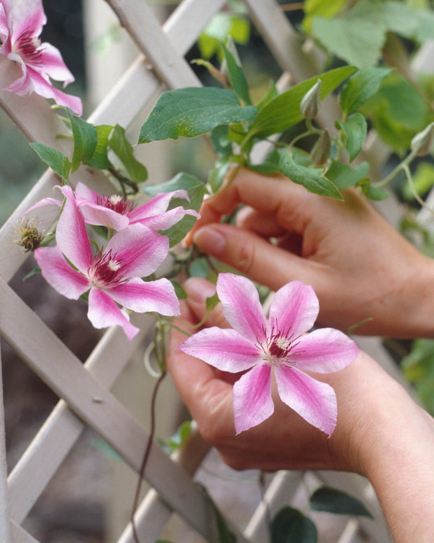 Clematis 'Nelly Moser'