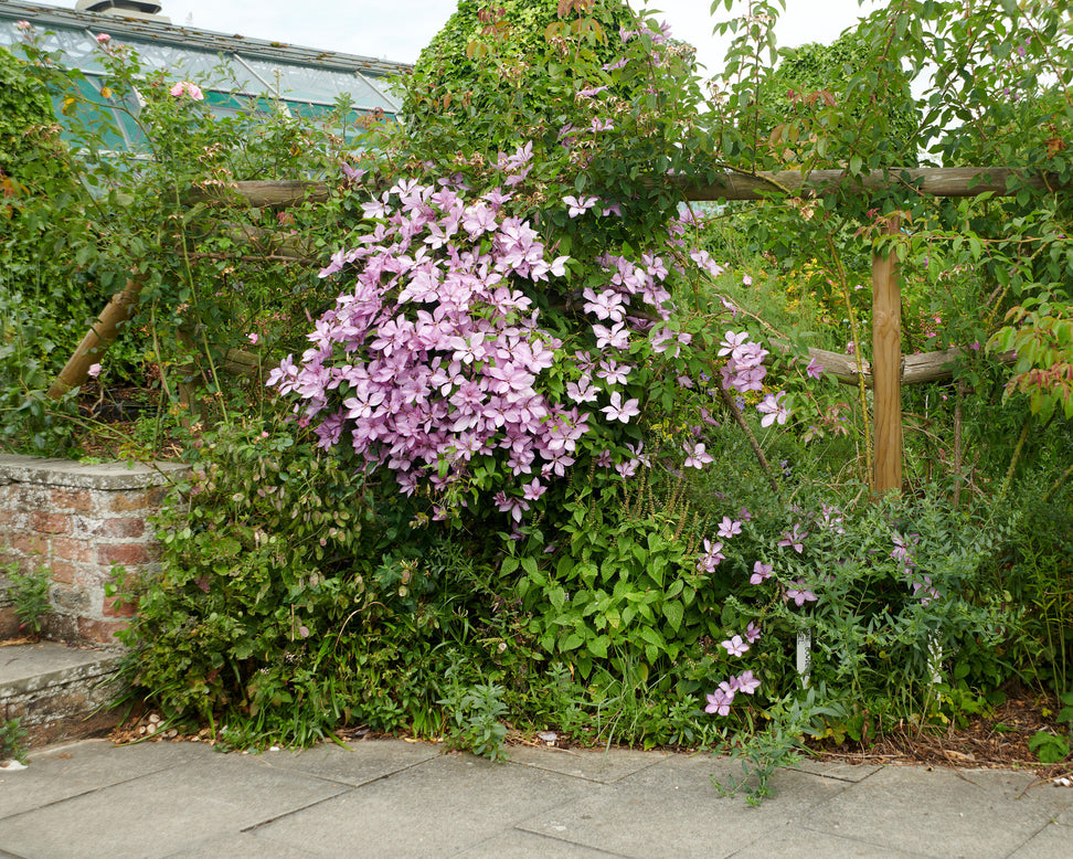 Clematis 'Nelly Moser'