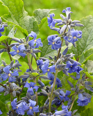 Clematis 'New Love' Clematis 'New Love'