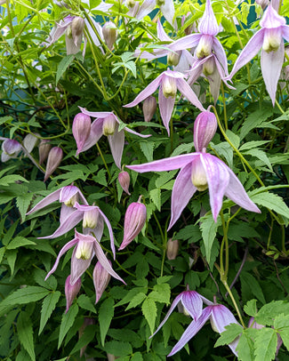 Clematis 'Pink Flamingo' Clematis 'Pink Flamingo'