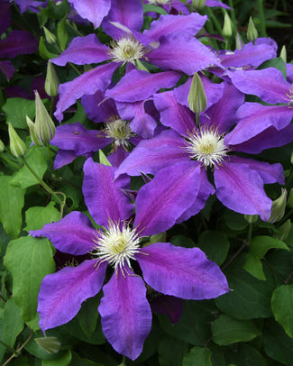 Clematis 'The Vagabond' Clematis 'The Vagabond'