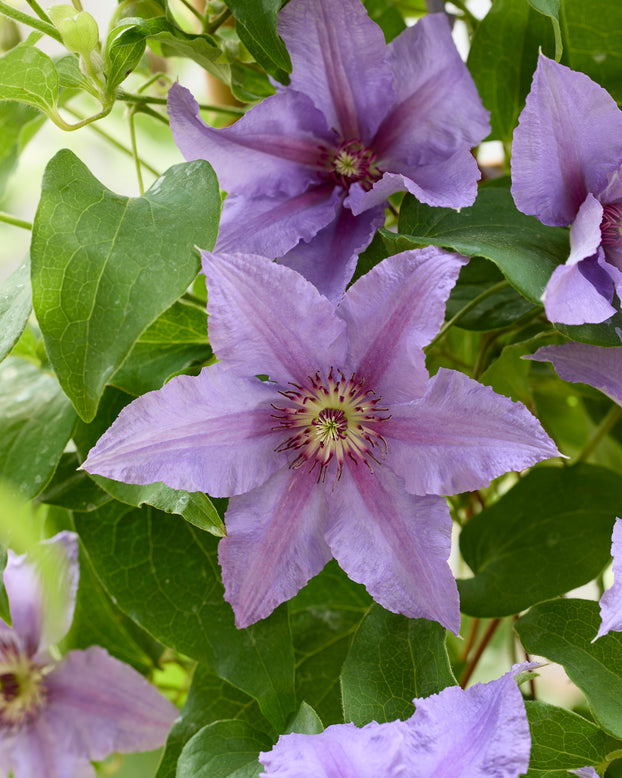 Clematis 'Tumaini'