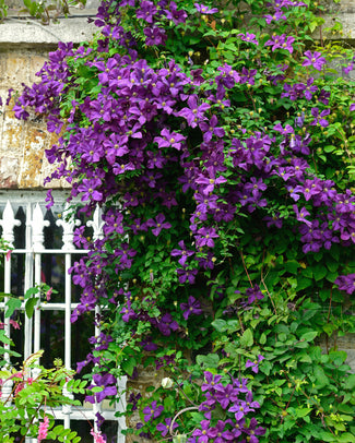 Clematis viticella Clematis viticella