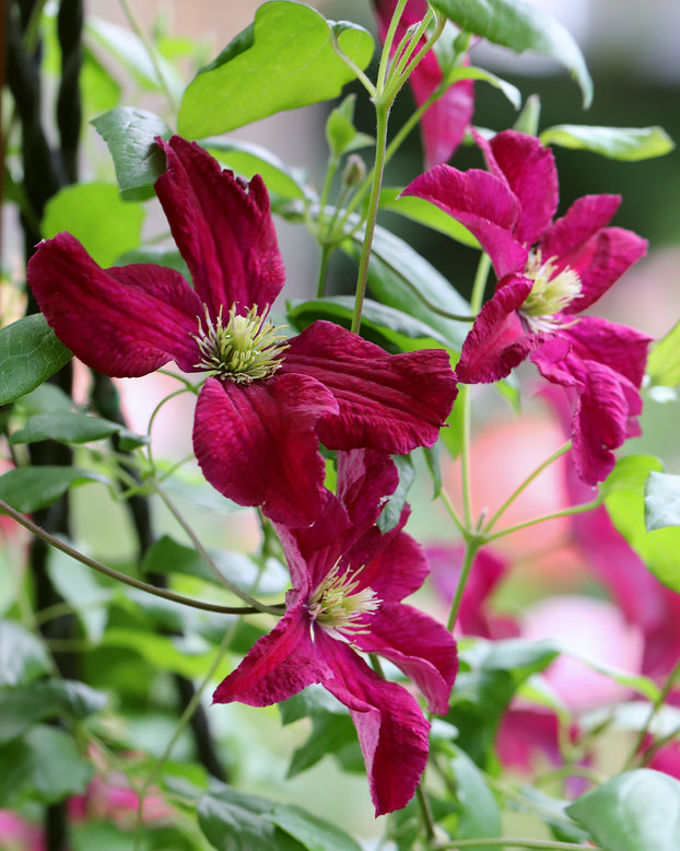 Clematis 'Vitiwester'