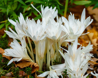 Colchicum 'Alboplenum' Colchicum 'Alboplenum'