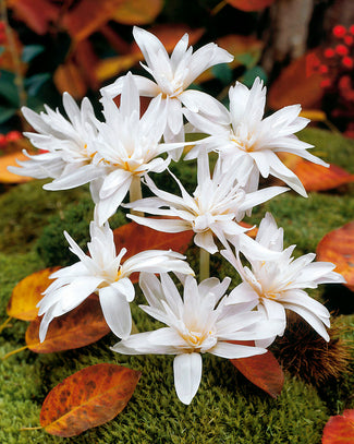 Colchicum 'Alboplenum' Colchicum 'Alboplenum'