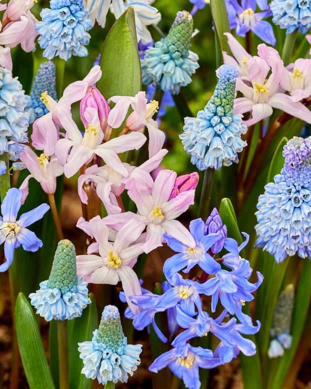 Collection 'Blooming Bliss'