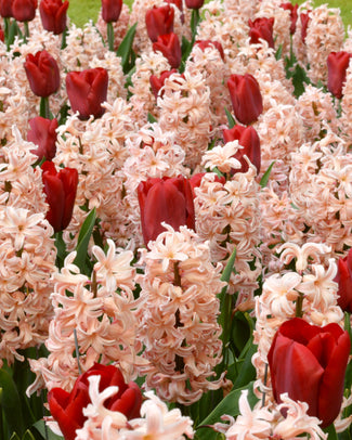 Collection 'Cupids' Collection 'Cupids'