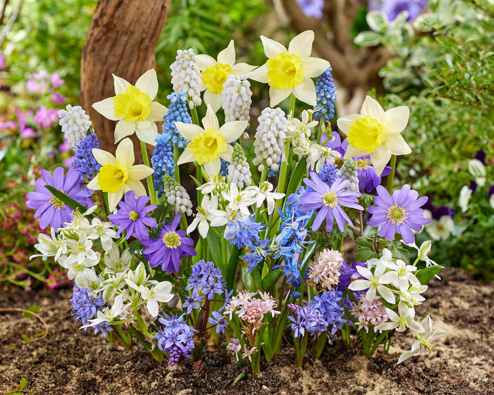 Collection 'Floral Fanfare'