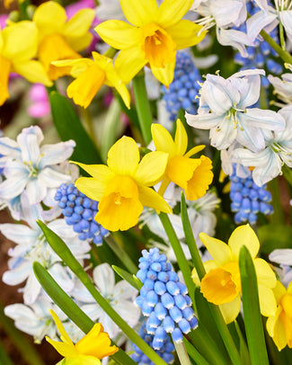 Collection 'Spring Spectacle' Collection 'Spring Spectacle'