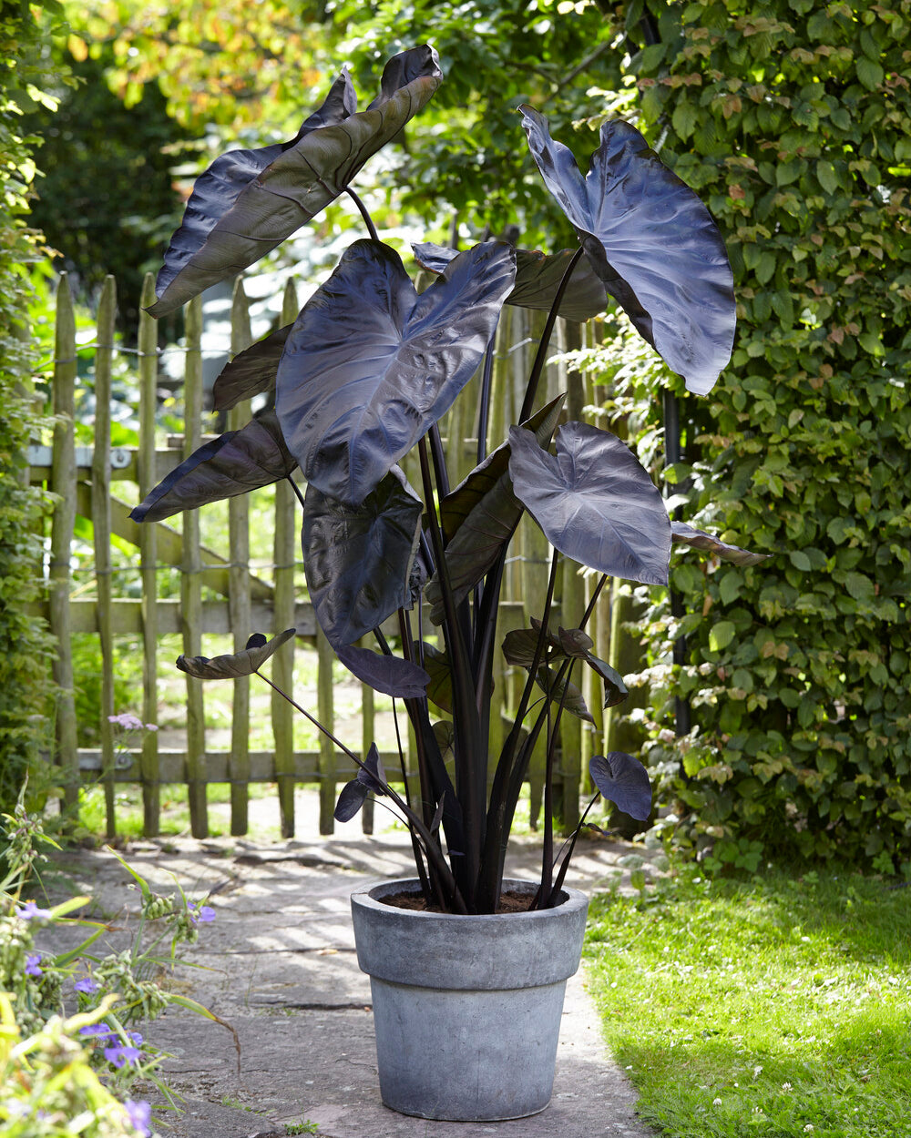 black elephant ear plant uk Colocasia esculenta 'Black Coral' Bulbs