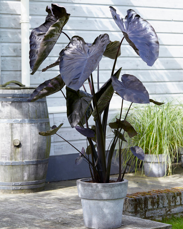 Colocasia 'Black Coral'