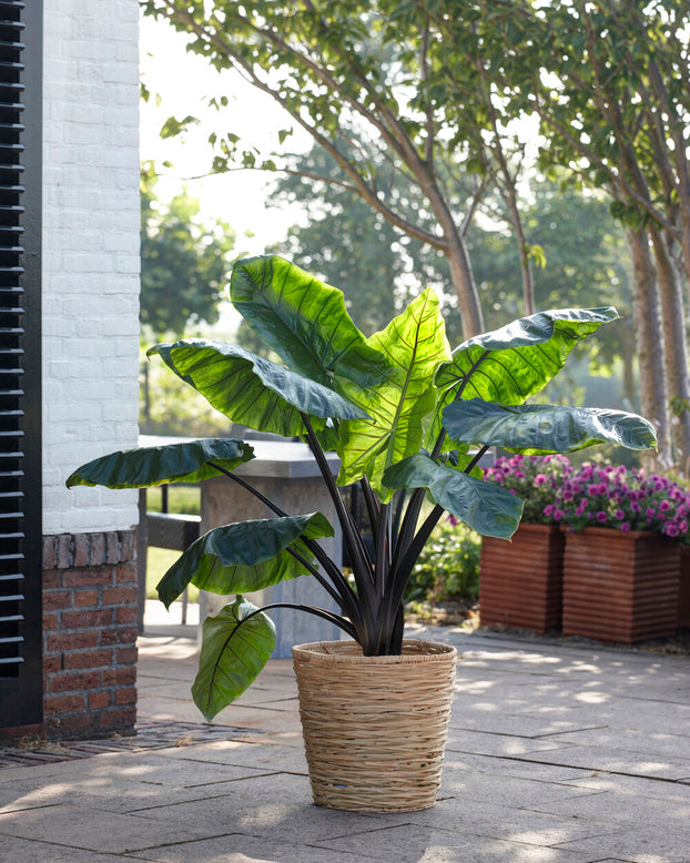 Colocasia 'Black Stem'
