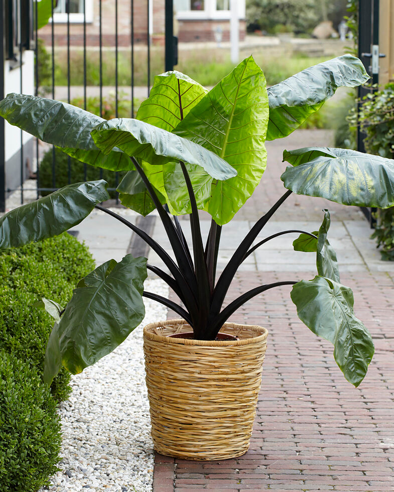 elephant ear plants for sale uk Colocasia esculenta 'Black Stem' Bulbs