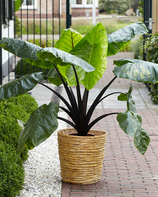 Colocasia 'Black Stem'