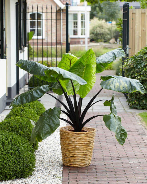 Colocasia 'Black Stem'