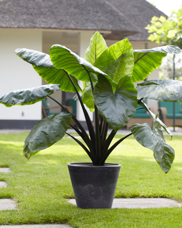 Colocasia 'Black Stem'