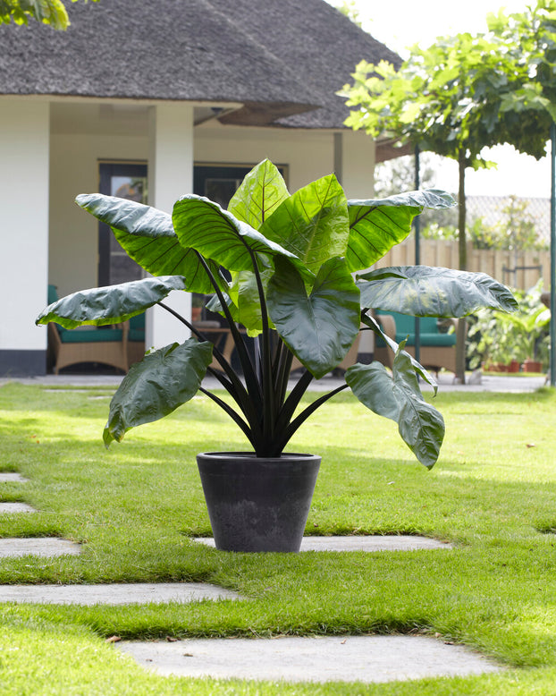 Colocasia 'Black Stem'