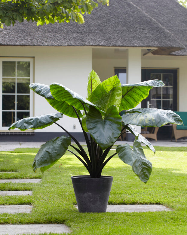 Colocasia 'Black Stem'