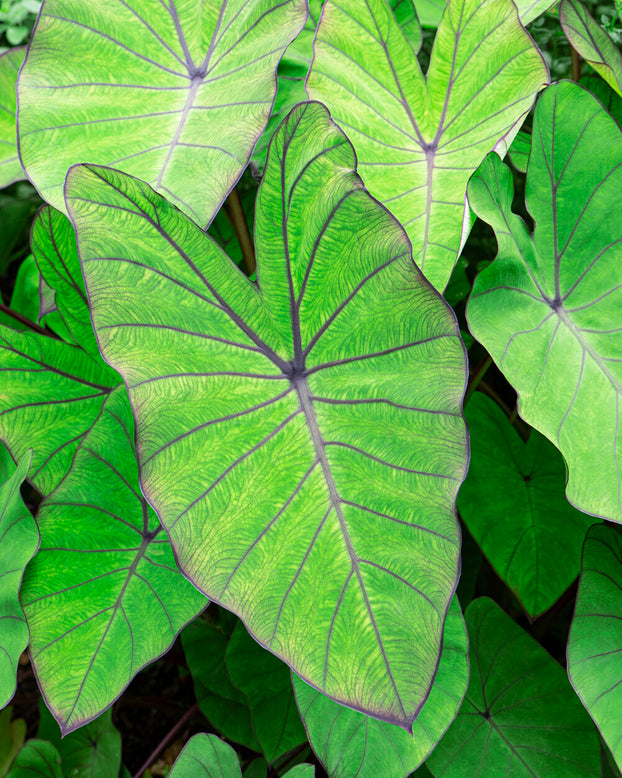 Colocasia 'Blue Hawaii'