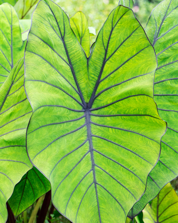 Colocasia 'Blue Hawaii'