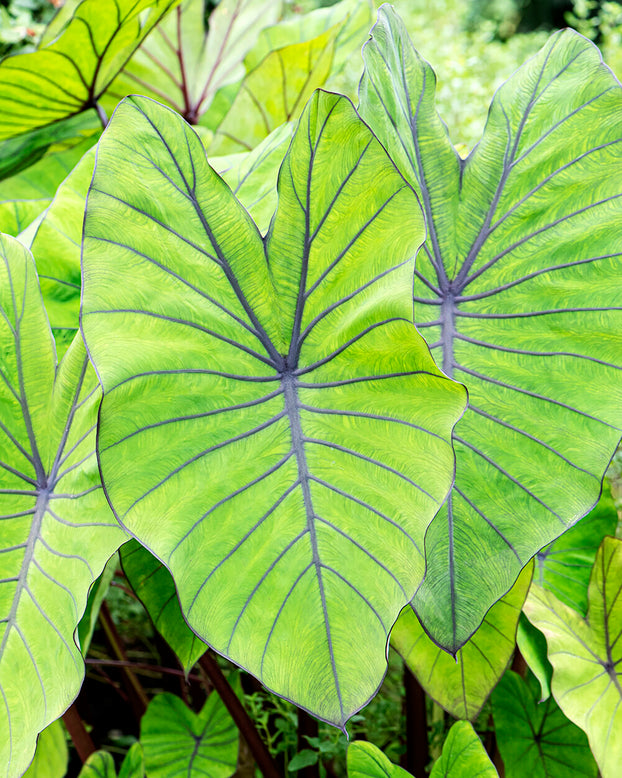 Colocasia 'Blue Hawaii'
