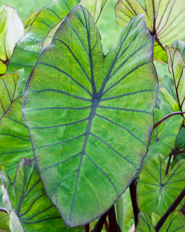 Colocasia 'Blue Hawaii'