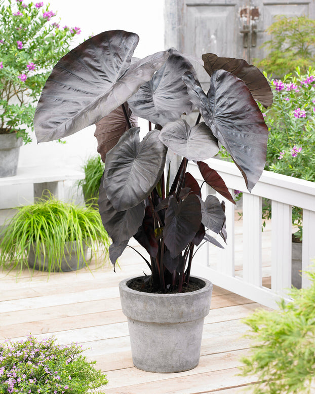 Colocasia 'Diamond Head'