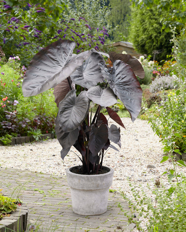Colocasia 'Diamond Head'