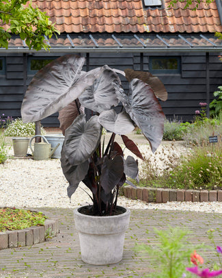 Colocasia 'Diamond Head' Colocasia 'Diamond Head'