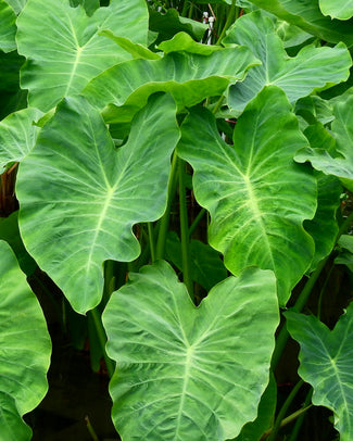 Colocasia esculenta Colocasia esculenta