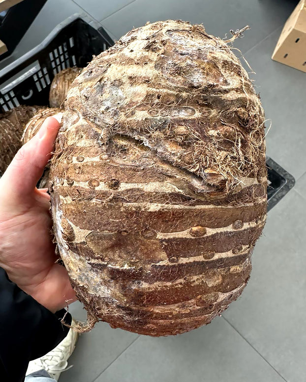 Colocasia 'Jumbo Taro'