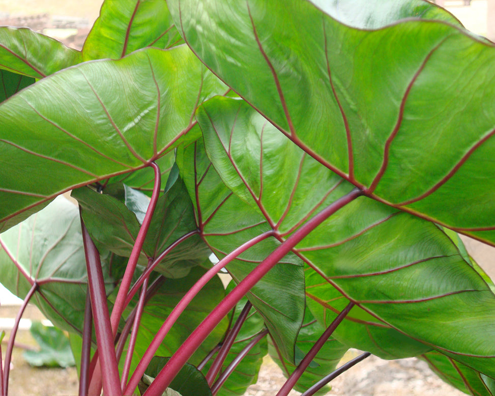 Colocasia 'Hawaiian Punch'
