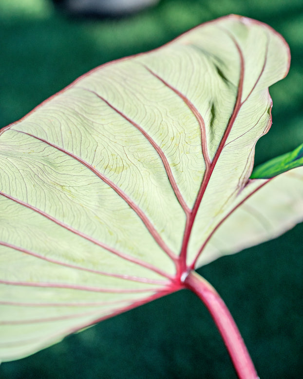 Colocasia 'Hawaiian Punch'